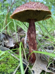 Aureoboletus russellii