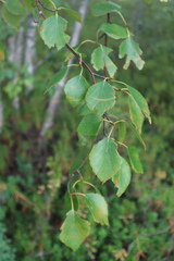 Betula pubescens