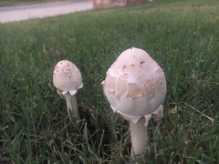 Coprinopsis variegata