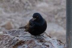 Onychognathus nabouroup