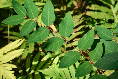 Apocynum androsaemifolium