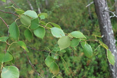 Betula pubescens