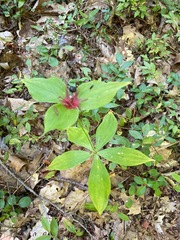 Medeola virginiana