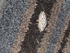 Conchylodes ovulalis