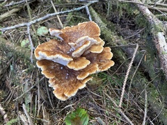 Bondarzewia occidentalis