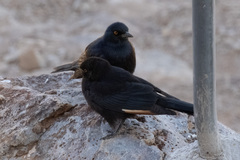 Onychognathus nabouroup