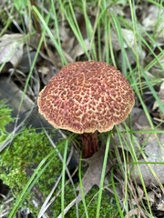 Aureoboletus russellii