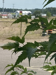 Acer ginnala
