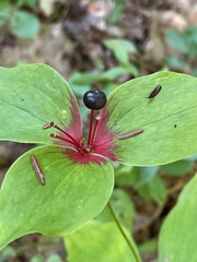 Medeola virginiana