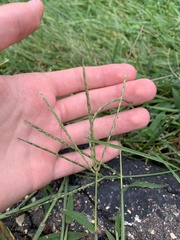 Digitaria ischaemum