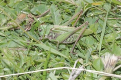 Decticus verrucivorus