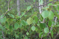 Betula pubescens