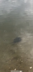 Limulus polyphemus