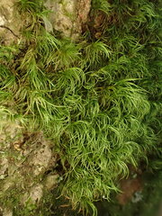 Paraleucobryum longifolium