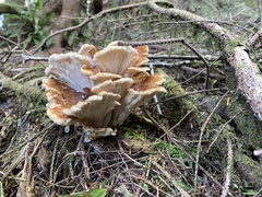 Bondarzewia occidentalis
