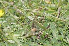 Decticus verrucivorus