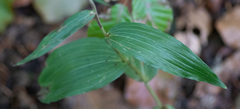 Epipactis helleborine