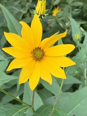 Helianthus strumosus