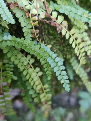 Asplenium viride