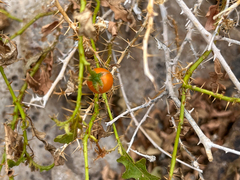 Leptostemonum