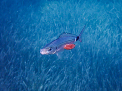 Cymothoida
