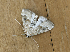 Parapoynx stratiotata