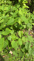 Ampelopsis glandulosa