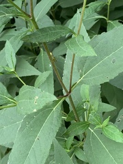Helianthus strumosus