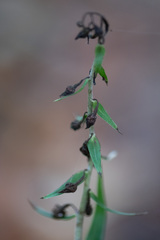 Epipactis helleborine