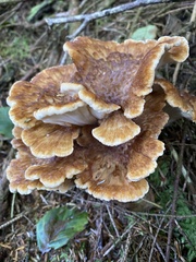 Bondarzewia occidentalis