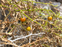Leptostemonum