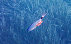 Cymothoida