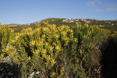 Leucadendron laureolum