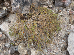 Leptostemonum