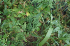 Aphidomorpha