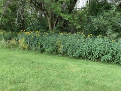 Helianthus strumosus