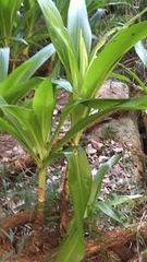 Crinum moorei