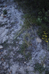 Cenchrus clandestinus