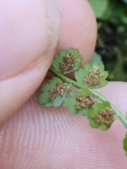 Asplenium viride
