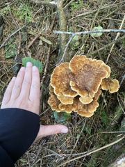 Bondarzewia occidentalis