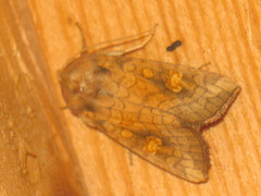 Amphipoea