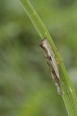 Agriphila inquinatella