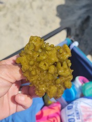 Ectocarpales