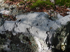 Pertusaria corallina