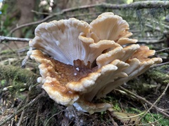 Bondarzewia occidentalis