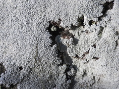 Pertusaria corallina