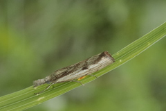 Agriphila inquinatella