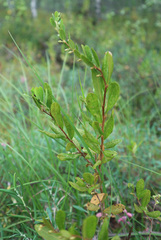 Chamaedaphne calyculata
