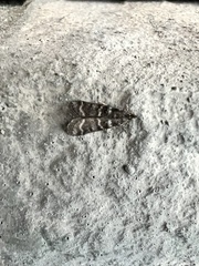Phycitini