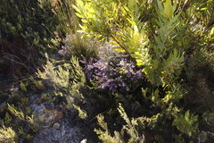 Amphithalea ericifolia